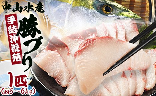 ブリ 1匹(5kg〜6kg) [期間限定]中山水産 手結沖養殖「勝ブリ」 ny-0010