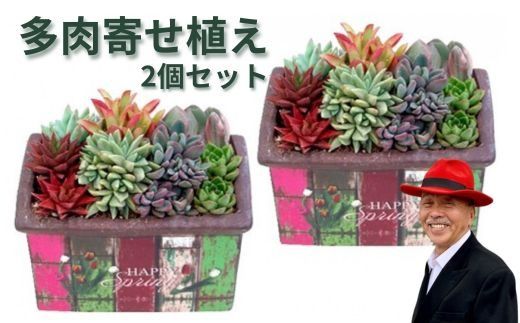 多肉寄せ植えハッピーホーム 2個セット｜植物 ※離島への配送不可