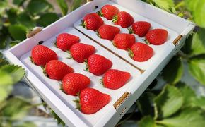 鳥取県新ブランド苺「とっておき」大粒詰め合わせ【苺工房たけうち】 312011_BE001