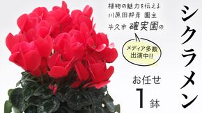 シクラメン【 おまかせ 1点 】 ガーデニング 花 はな フラワー 鉢 鉢植え 常温 ギフト プレゼント 贈り物 贈答 牛久市 確実園 [BG009us]