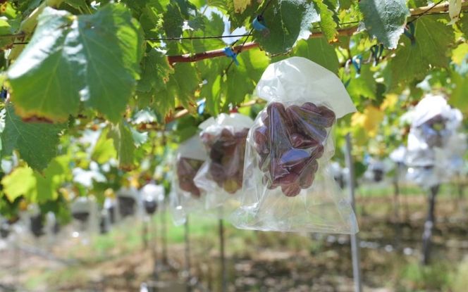 かつらぎ町産　ピオーネ　4房（約2.5kg）【2026年8月中旬～9月末ごろ順次発送】※日付指定不可 【ikd733A】