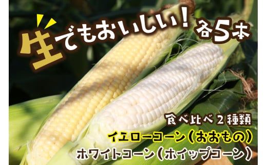 【先行予約】 生食も！高糖度！もぎたて！ フルーツトウモロコシ（ホワイトコーン＆イエローコーン計10本）食べ比べ京丹後セット（2026年6月下旬～発送）　DE00136