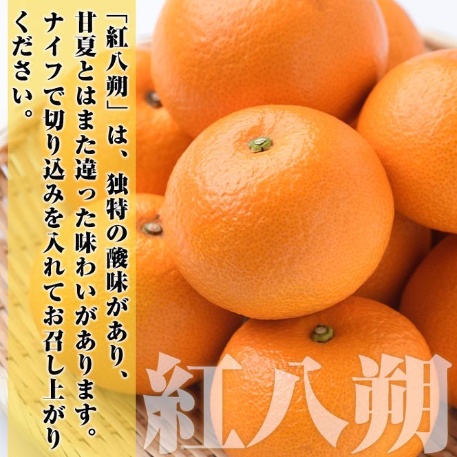 ＜先行予約受付中！2027年2月上旬以降順次発送予定＞まなべみかん園の紅八朔(約10kg) 国産 鹿児島県産 阿久根市産 柑橘類 みかん ミカン 蜜柑 果物 フルーツ べにはっさく 期間限定 数量限定 贈答用 ギフト デザート【有限会社まなべみかん園】akn034-05