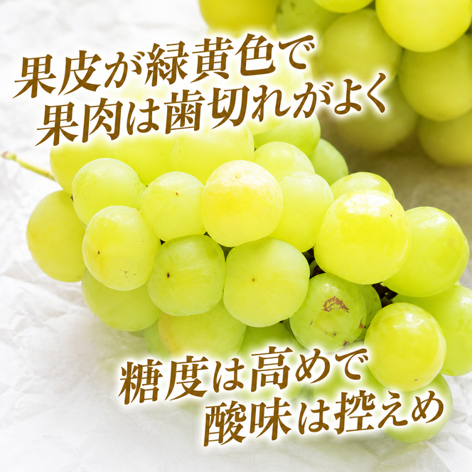 瀬戸ジャイアンツ 約2kg 3～5房 ぶどう 葡萄 フルーツ 岡山 高梁市産 2026年 先行予約 果物類 果物 