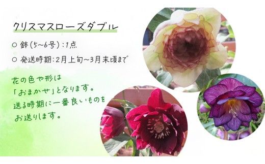 《 先行予約 》【 確実園 オリジナル 】  クリスマスローズ ダブル（ おまかせ 1点 ） ガーデニング 花 はな フラワー 鉢 鉢植え [BG002us]