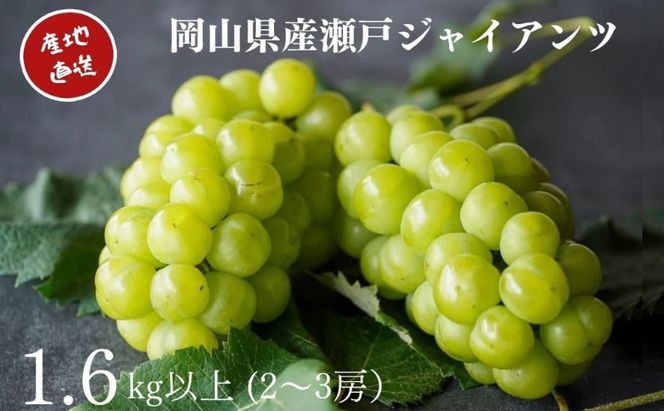 厳選 瀬戸ジャイアンツ 2～3房 合計1.6kg以上 産地直送 朝採れ ぶどう 葡萄 Kawahara green Farm 岡山県産 2026年 果物 フルーツ 岡山のブドウ デザート 食べ物 国産 日本産
