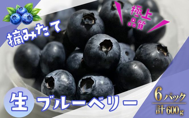 【先行予約】極上摘みたてブルーベリー　100g×6パック【期間限定】
