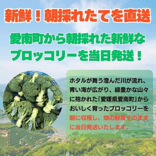 ブロッコリー 約2kg 朝採れ 当日 発送 新鮮 採れたて 産地直送 農家直送 国産 野菜 シャキシャキ 食感 茎 まで 甘い 栄養満点 ご家庭用 サラダ スープ お弁当 彩り野菜 旬 の 味覚 離乳食 食事管理中 に おすすめ 緑黄色野菜 冷凍 保存 可能 ストック 便利 人気 期間限定 旬 の 味覚 食卓 へ 愛媛県 愛南町 愛なんよ