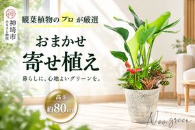 オリジナルアレンジ観葉植物　Lサイズ【寄せ植え インテリア リビング 室内 グリーン 植物 癒し リフレッシュ】 (H086106)