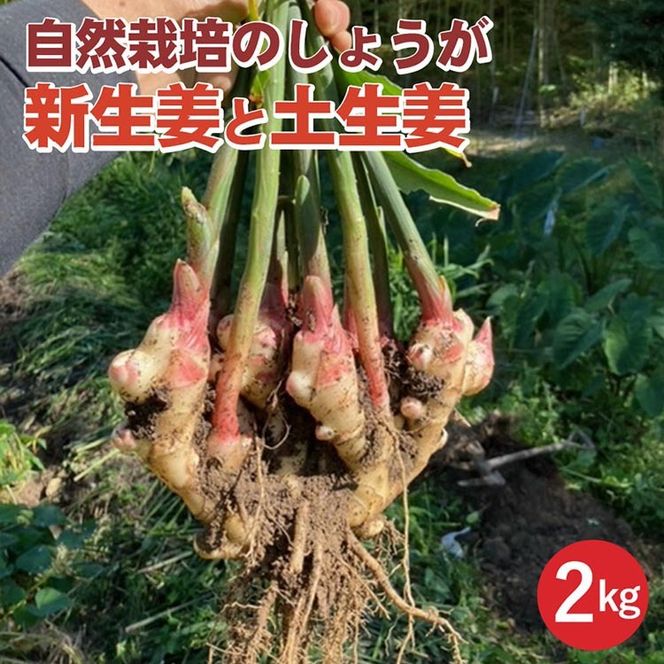 【期間限定】自然栽培のしょうが 2kg 新生姜と土生姜 京都 亀岡産 かたもとオーガニックファームよりお届け《生姜 野菜 産地直送 国産 健康 食品》 ※2024年11月上旬～2025年1月下旬頃に順次発送予定 ※離島への配送不可