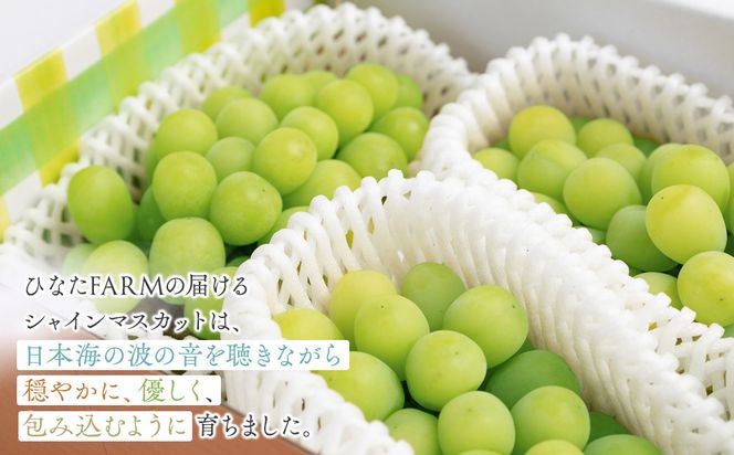 1038.【贈答用】波の音が聴こえる葡萄畑 ひなたFARM シャインマスカット 313726_CD001