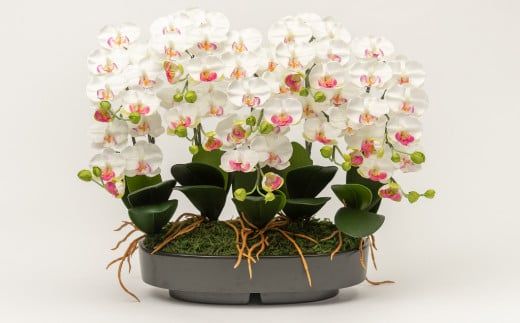 ArtificialFlower『NAGOMI』　光触媒胡蝶蘭「雅(みやび)」【選べるカラー】白黄／白赤／絞りピンク  F-142