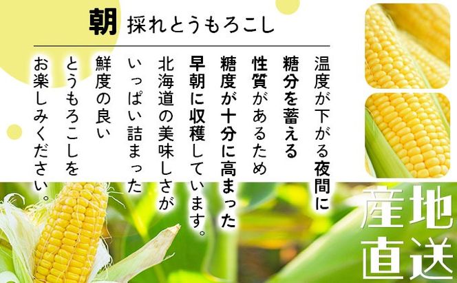 ＜先行予約＞【2026年発送】北海道産 とうもろこし 味来 L～LLサイズ 20本入り【55250823】トウモロコシ みらい ミライ とうきび スイート イエロー コーン 旬 新鮮 朝もぎ 農作物 甘い お取り寄せ 産地直送 送料無料