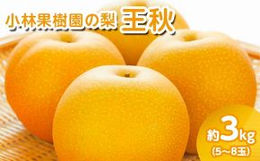 【先行予約】小林果樹園の梨 王秋 5～8玉 約3kg｜おうしゅう 朝どり みずみずしい 梨 なし ナシ フルーツ 果物 常総市　※2026年9月～発送