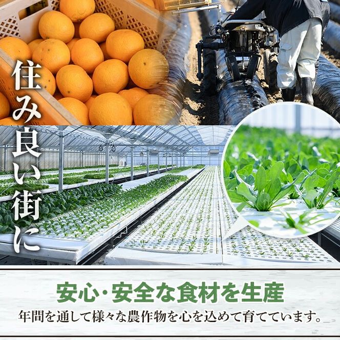 鹿児島県産冷凍ブロッコリー(合計2kg・約250g×8袋) 大容量 国産 野菜 冷凍 冷凍野菜 小分け【合同会社グッドフィールド】akn056-10