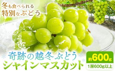 奇跡の越冬ぶどう シャインマスカット 1房 (600g以上) 五果苑[2024年11月上旬-2025年4月中旬頃出荷]越冬ぶどう フルーツ 果物 岡山県 浅口市 送料無料[配送不可地域あり]---124_c703_11j4c_24_17000_1---