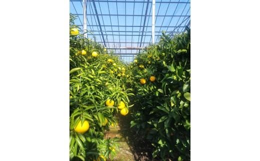 美浜町産はるか　ご家庭用　傷あり　約4kg入り ※2026年1月中旬～3月上旬頃に順次発送予定