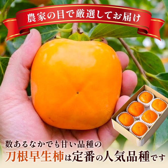 先行受付!　柿　種無し　赤秀品　大玉　5～6個　約2kg