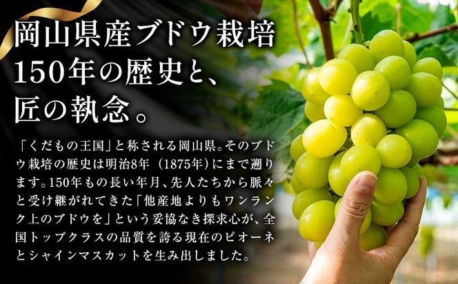 【ふるプレ限定品】 ニューピオーネ シャインマスカット「 晴王 」 詰め合わせ 1.3kg 各1房 約650g 《9月上旬-10月下旬頃発送》---yakage_loc_19_h---