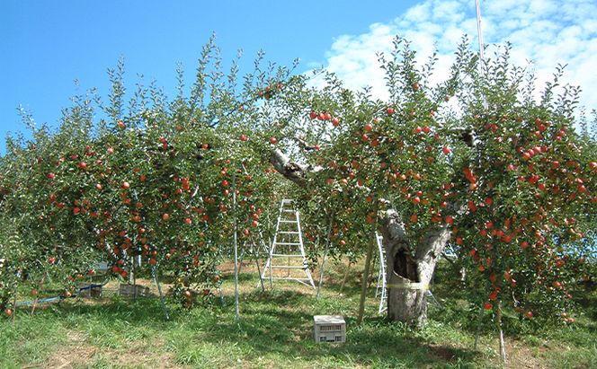 長野県下最大級 りんご狩り体験 りんご狩り発祥園 体験チケット 環境 優しい 安心 安全 こだわり 低農薬 有機肥料 循環型 定番 オリジナル 新品種　 