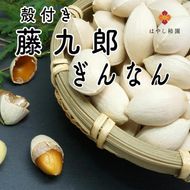 藤九郎 ぎんなん（大粒）1kg | ぎんなん 銀杏 大粒 もちもち おつまみ 酒の肴 秋 野菜 イチョウ 疲労回復 美容 炊き込みご飯 茶碗蒸し 人気 はやし柿園 産地直送 送料無料 岐阜 瑞穂市 ※2026年11月～発送