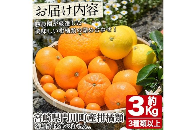 ＜先行予約受付中！2026年2月中旬～5月上旬の間に発送予定＞柑橘類おたのしみBOX(約3kg・3種類以上) 柑橘 果物 数量限定 期間限定 国産 フルーツ 詰め合わせ セット 遠見半島 宮崎県 門川町 【勝農園】【AE-22】