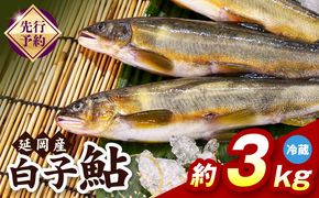 【先行予約】2026年10月下旬より発送開始【冷蔵】白子鮎約3kg N070-YC426-1