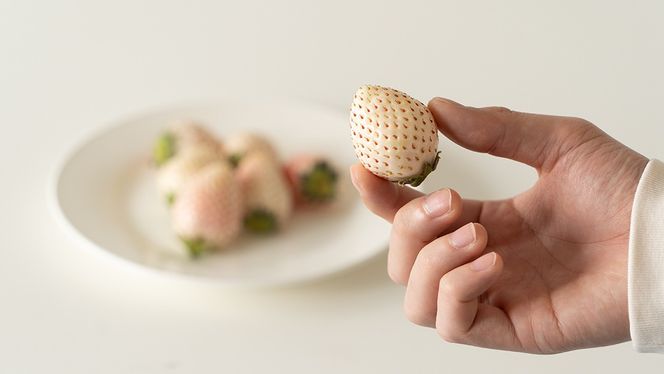 赤白いちごの宝石箱アソート 36粒 【2025年12月から発送開始】（茨城県共通返礼品 [いちご]：城里町産）  | いちご 苺 赤 イチゴ 白いちご 白イチゴ 宝石箱