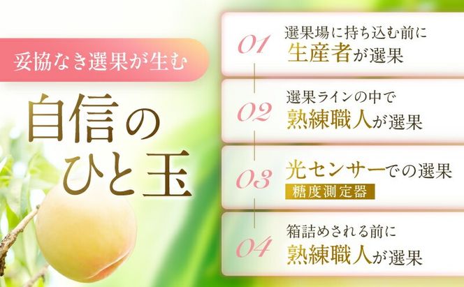 桃 2026年 先行予約 岡山 白桃 ロイヤル 4～6玉 約1kg JAおかやまのもも（早生種・中生種） もも モモ 岡山白桃 ロイヤル 岡山県産 晴れの国 国産 フルーツ 果物 ギフト 旬 期間限定