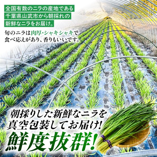 【先行予約】【11月から発送】肉厚・シャキシャキ! 朝採れ鮮度抜群! 布施さん家のニラ 1kg(100g×10束) SMBY001