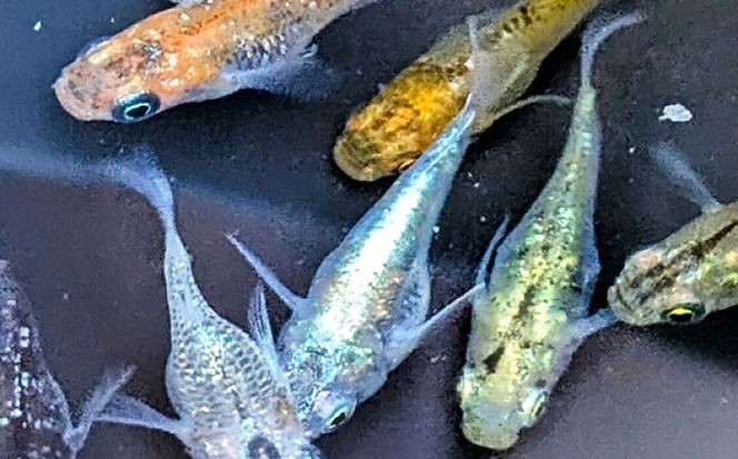 佐治石〈17〉【Taiyoメダカ】 佐治石〈17〉【Taiyoメダカ】