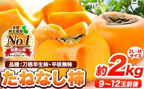 【先行予約】たねなし柿（刀根早生柿・平核無柿）約2kg（9～12玉前後） 《2026年9月中旬-11月上旬頃出荷》 和歌山県 紀の川市 種なし柿 産地直送 柿 果物 フルーツ 2L～Mサイズ カキ---wfn_wlocal77_9c11j_25_7000_2kg---