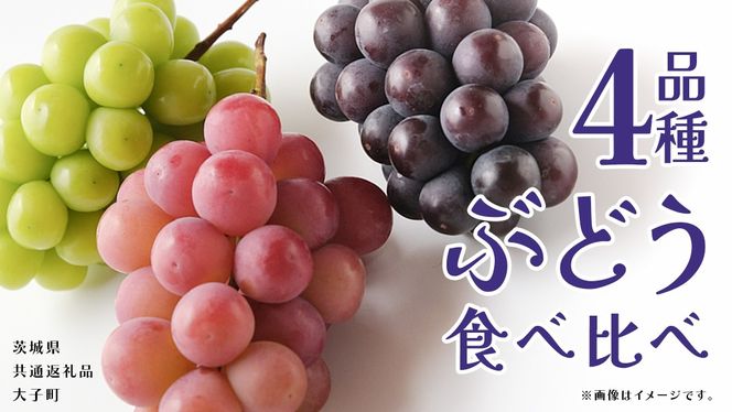 y錧vszԂǂ Si Hה y2026N8{Jnz(錧ʕԗiFq) uhE  VC}XJbg  sI[l Sr[ 䂪 ʕ t[c ʎ