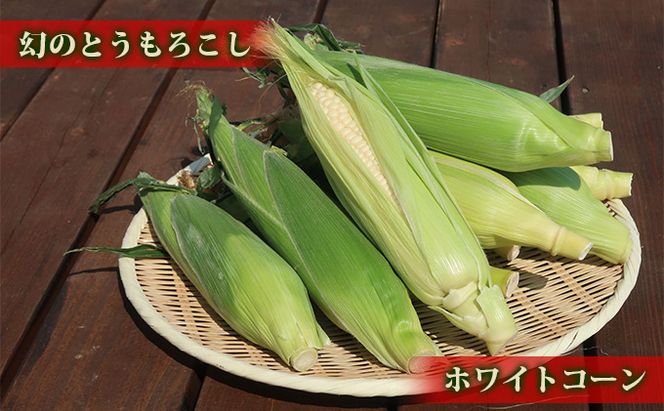 【2026年7月中旬発送】北海道 富良野産 ホワイトショコラ ハウス栽培 2Lサイズ 10本 白い とうもろこし (山本農園)