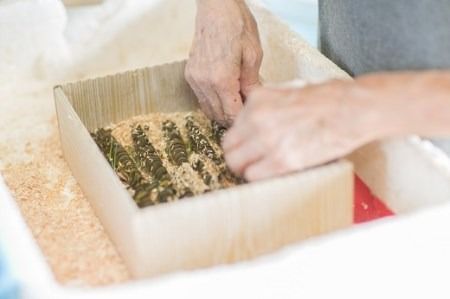 B030 活きあいおえび1600g（800g×2）（35～64尾）