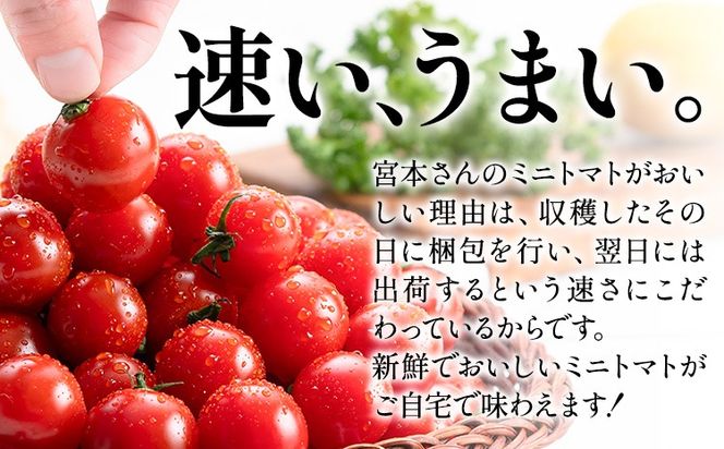 ミニトマト とれたてミニトマト 2kg トマト 野菜 サラダ ダイエット おやつ パスタ マリネ 有機肥料 ミニトマト宮本《1月中旬-6月中旬頃出荷》 熊本県 長洲町 送料無料 トマト とまと 野菜 国産 熊本県産---sn_miyamtmt_q16_r7_10000_2k---