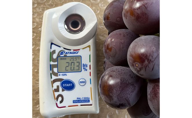ぶどう 2027年 先行予約 ぶどう農園直送 朝採れ ニューピオーネ 大粒 1房(600g以上)  糖度16度以上 ブドウ 葡萄 岡山県 赤磐市産 フルーツ 果物 ギフト