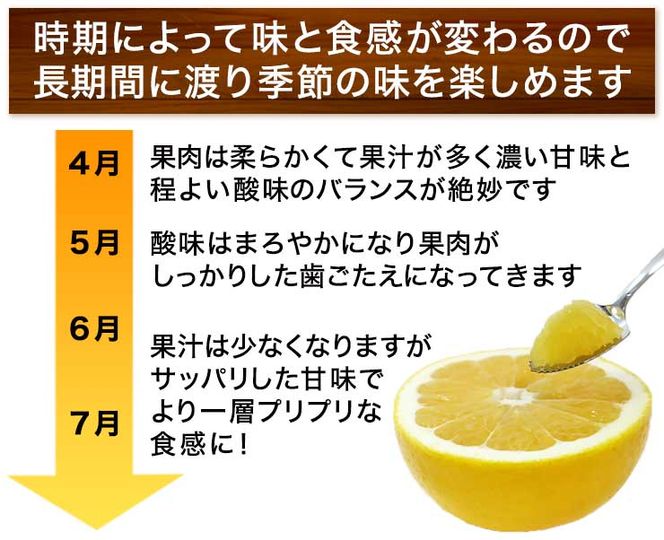 【 2026年 先行予約 】 訳あり 河内晩柑 3kg サイズミックス お試し 家庭用 樹齢 20年 以上 古木 和製 グレープフルーツ 愛南ゴールド 直送  フルーツ 人気 柑橘 爽やか 甘み ジューシー 果汁 旬の果物 くだもの みかん サイズ不揃い 産地直送 農園直送 春 味覚 初夏 デザート ジュース おすすめ 生搾り デザート ゼリー 愛媛県 愛南町 清家ばんかんビレッジ