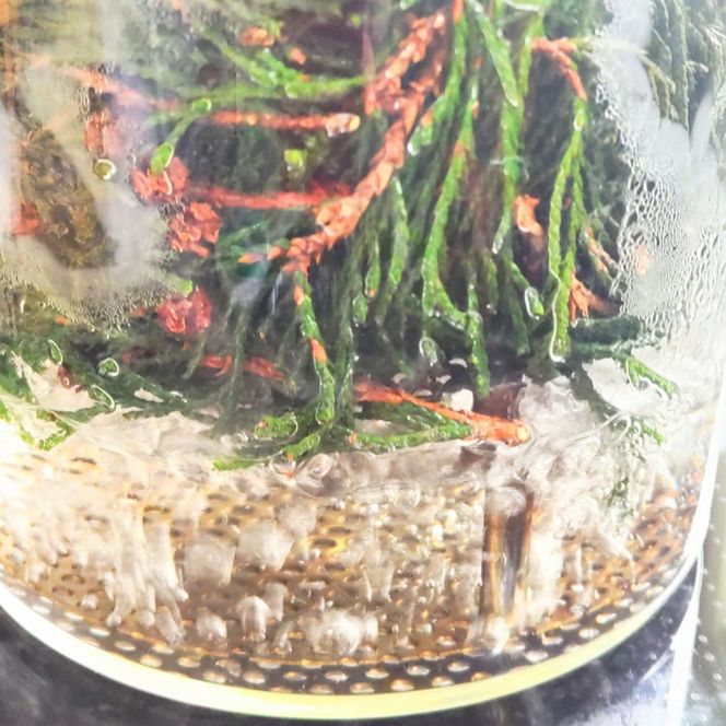 【 北海道 滝川市のヒバの香り】芳香蒸留水ルームスプレー40ml  ヒバ ルームスプレー