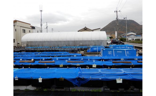 讃岐のめだかの特選めだか ブラックミックスめだか5ペア 372013_EX022