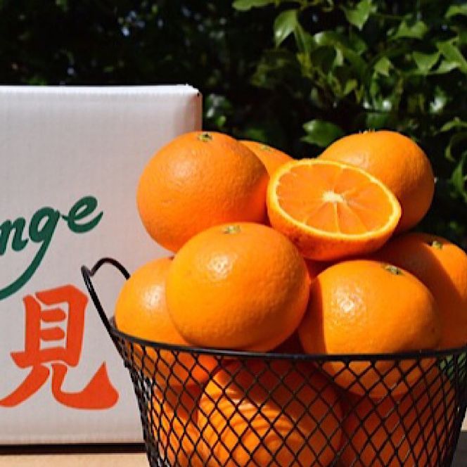 和歌山県産 有田の清見 約10kg 秀品