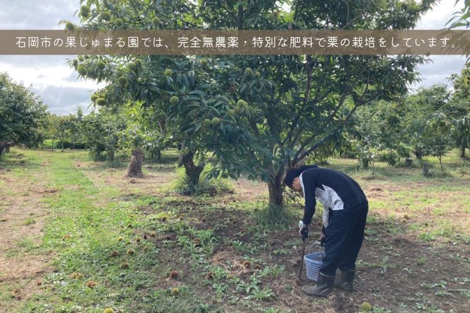 【先行予約】【2026年9月中旬より順次発送】石岡鶴沼の生栗 2kg（茨城県共通返礼品・石岡市産）｜茨城県 行方市 栗 生栗 秋 旬 無農薬(ER-2-1)