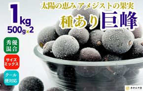 冷凍 種あり 巨峰 約1kg 秀優混合 サイズミックス 和歌山県産 産地直送 ぶどう クール便  【みかんの会】AX398