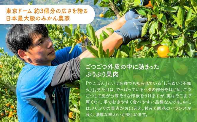 【先行予約】産地直送！愛媛県産しらぬい（不知火） 5kg（2027年2月中旬より順次発送） IKTF017