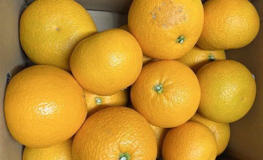 【希少品】和歌山県産 紅八朔 約5kg（サイズ混合）柑橘 フルーツ はっさく
