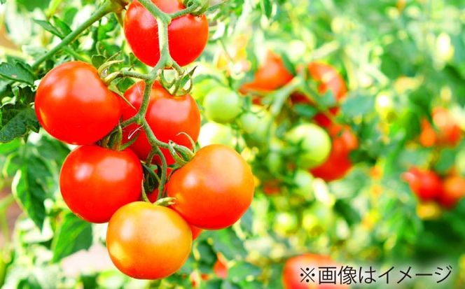 ミニトマト 1kg 野菜 トマト 愛西市 / ながたファーム [AEDT001]