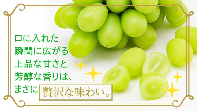 ＼選べる内容量・発送方法／ シャインマスカット 約1.3kg ～ 5kg （約2房～12房）単品（1回）・定期便（3回・6回）　　【定期2026年8月、単品9月より発送開始】（茨城県共通返礼品 [ぶどう]：結城市産） 葡萄 マスカット 旬 お取り寄せ フルーツ 種なし 皮ごと 甘い デザート