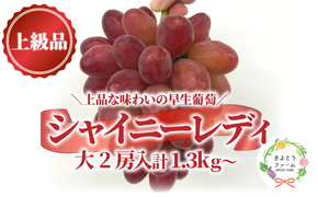 【2026年先行予約】シャイニーレディ大サイズ2房 計1.3kg~ 赤色の早生葡萄 【KF-B095-01】