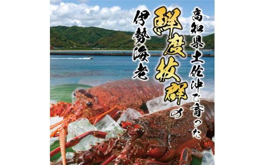 4月直送便 土佐獲れ 活伊勢海老 約700g（２尾～４尾）
