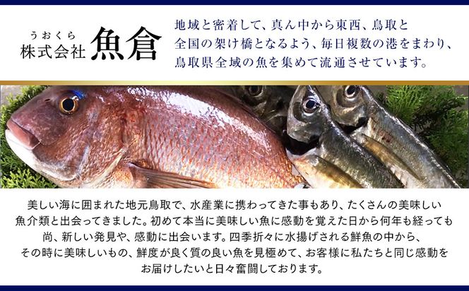 1021.【ボイル】足1本なし　訳あり松葉ガニ　並1枚（500～600g前後）【着日指定不可】※2026年11月上旬～2027年3月下旬頃に順次発送予定《かに カニ 蟹》 313726_AL031VC02